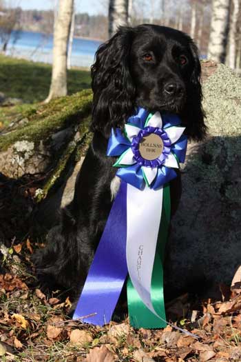Vera championat