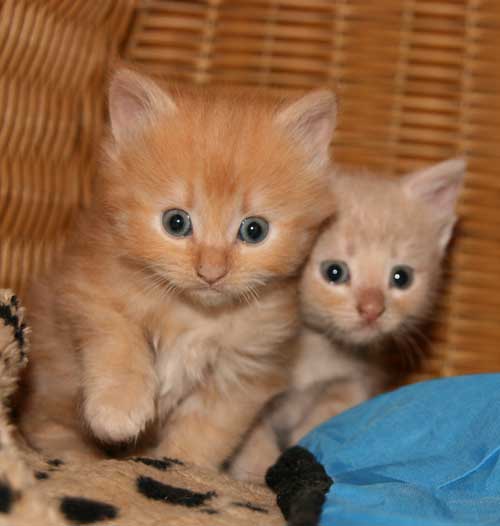 kattungar
