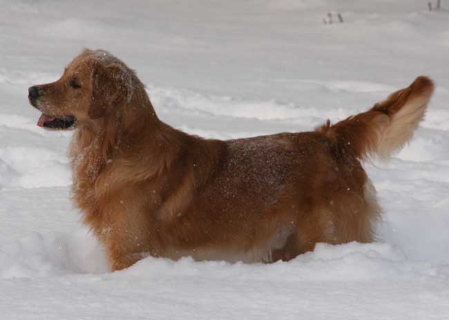 killen i snön