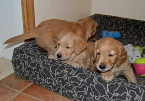 maybes valpar 6 veckor