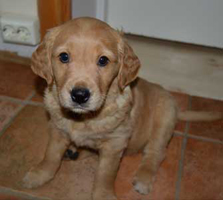 maybes valpar 6 veckor