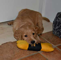 maybes valpar 6 veckor