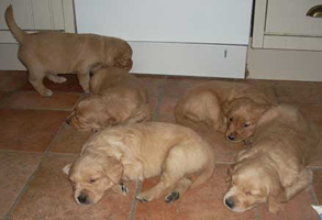 maybes valpar 4 veckor