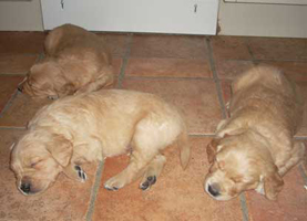 maybes valpar 4 veckor