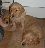 maybes valpar 4 veckor