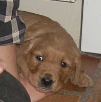 maybes valpar 4 veckor