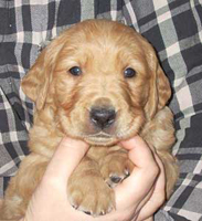 maybes valpar 4 veckor