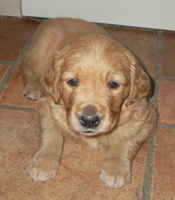 maybes valpar 4 veckor