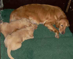 maybes valpar 5 veckor