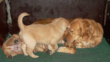 maybes valpar 5 veckor