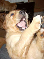 maybes valpar 5 veckor