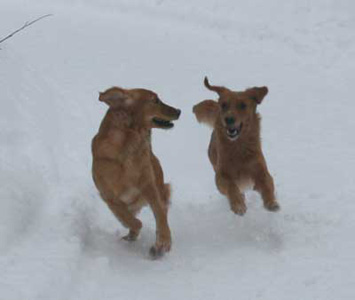 VInge och Maybe i full fart