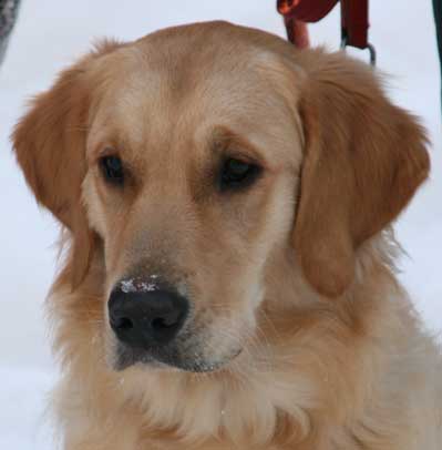 rufus