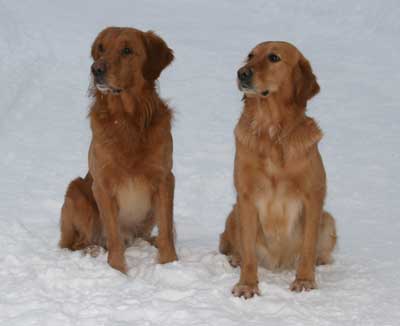 Vinge och Maybe dec 2010